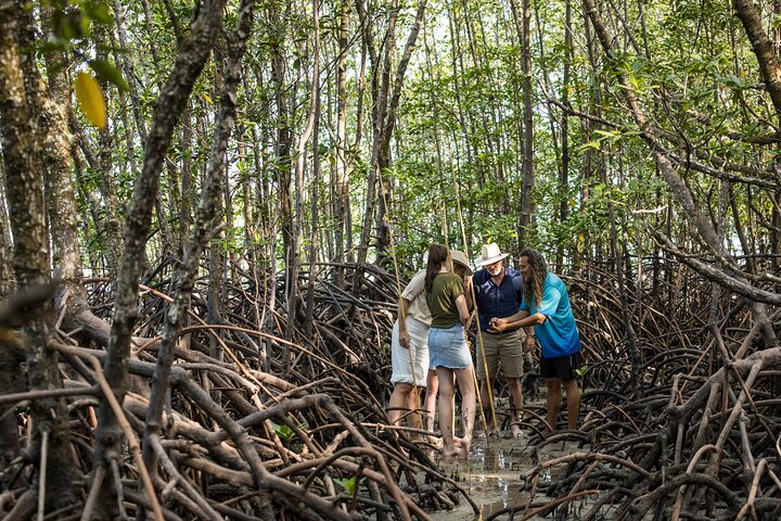 Small Group Daintree Rainforest and Aboriginal Coastal Adventure