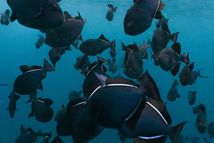 Nusa Penida day trip: boat, 4 snorkeling, Manta rays & Land tour