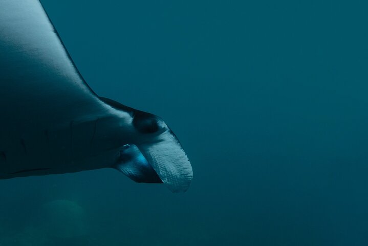 Nusa Penida day trip: boat, 4 snorkeling, Manta rays & Land tour