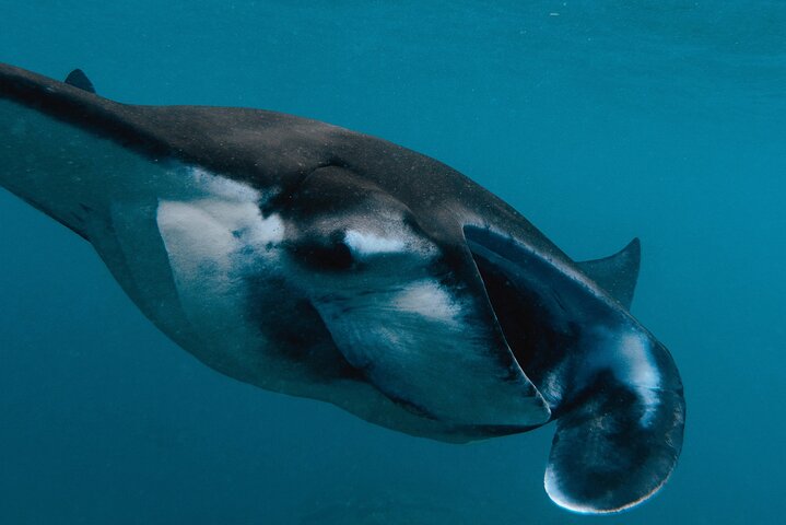 Nusa Penida day trip: boat, 4 snorkeling, Manta rays & Land tour