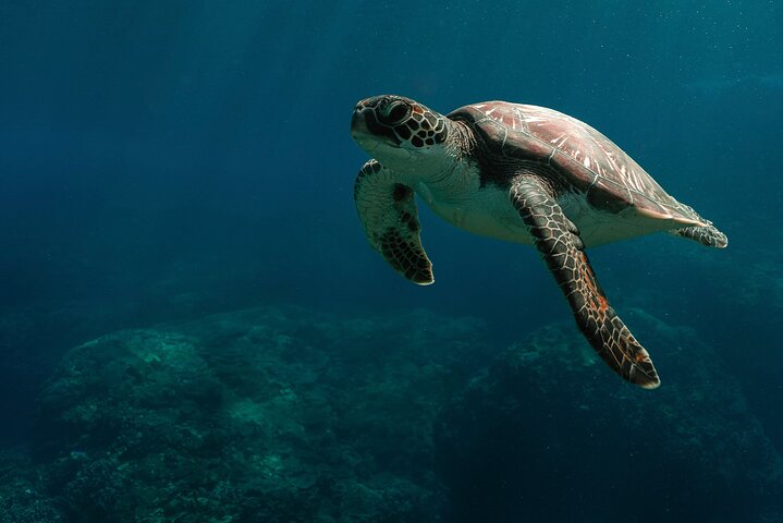 Nusa Penida day trip: boat, 4 snorkeling, Manta rays & Land tour