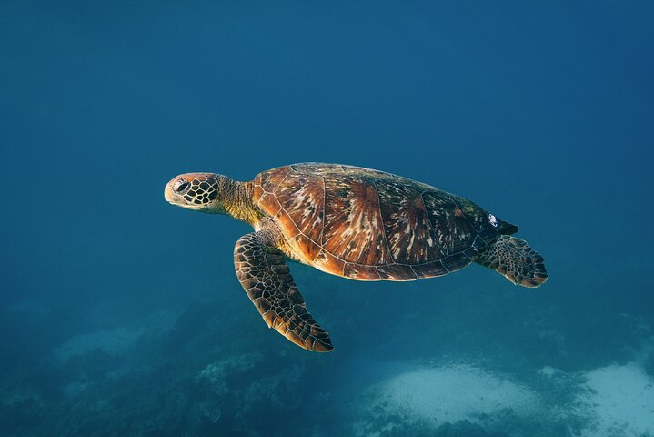 Nusa Penida day trip: boat, 4 snorkeling, Manta rays & Land tour