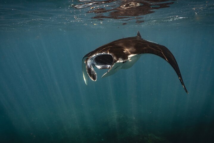 Nusa Penida day trip: boat, 4 snorkeling, Manta rays & Land tour