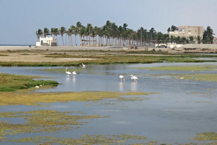 Full Day Salalah City Tour and East Salalah