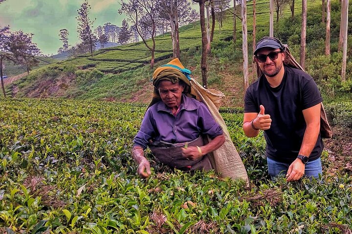 Sigiriya, Kandy to Ella TRain Ride plus Up Country TEA[B&B Basis]