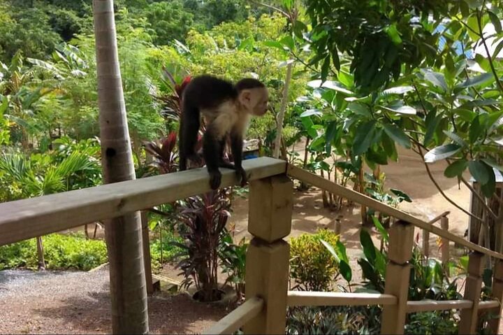 Roatan Zip Line Adventure with Monkey & Sloths Combo
