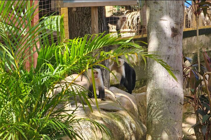 Roatan Zip Line Adventure with Monkey & Sloths Combo