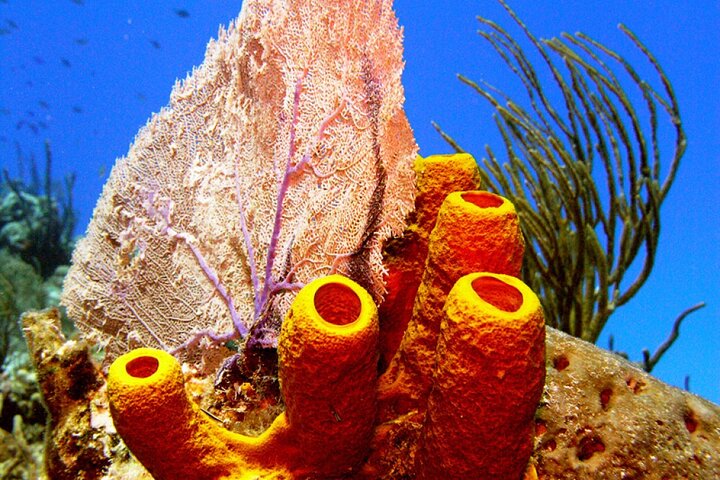 Stingray Sandbar, Snorkeling, and Starfish Point