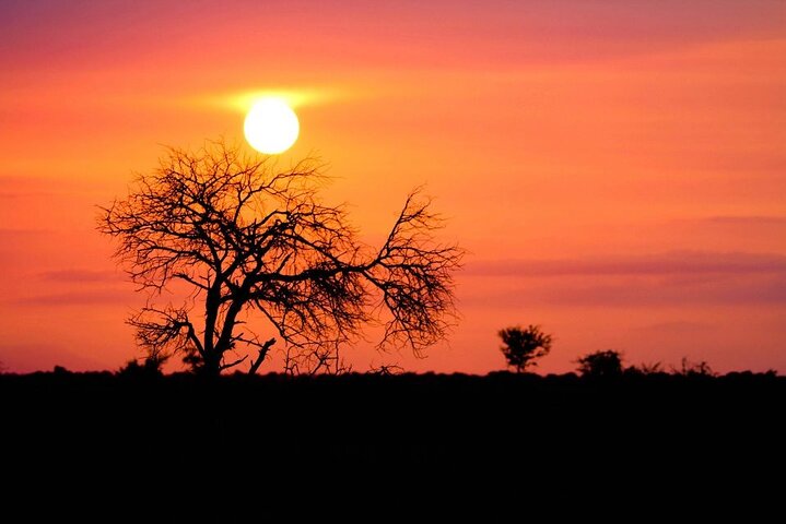 Kruger National Park - Morning or Afternoon Safari