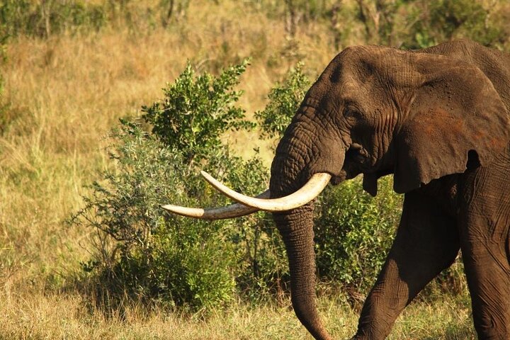 Kruger National Park - Morning or Afternoon Safari
