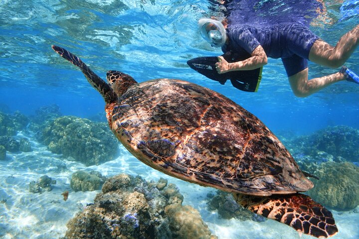 Sea Scooter Jet Snorkeling : Swim with Turtles, Rays & Sharks