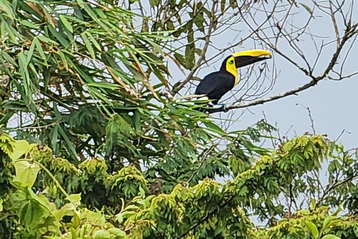 Full-Day Mindo Cloud Forest Tour Birdwatching Waterfalls and Hike