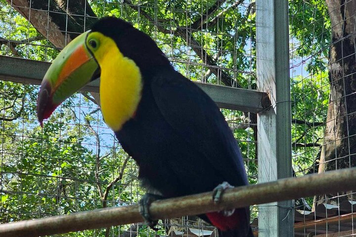 Roatan Zip Line Adventure with Monkey & Sloths Combo
