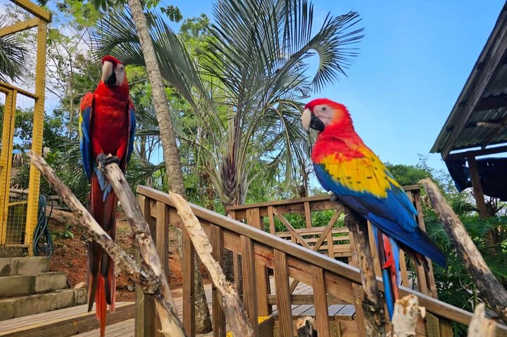 Roatan Zip Line Adventure with Monkey & Sloths Combo