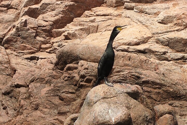 Kayak & Snorkel Tour, Costa Brava — Sant Feliu de Guíxols