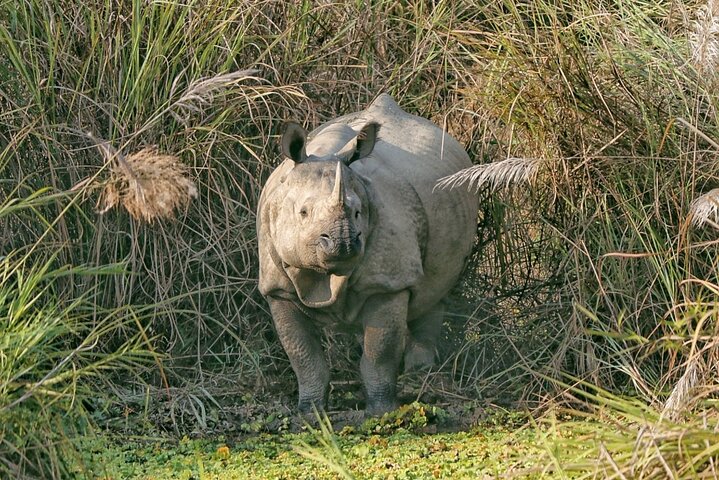 Adventure Day Walk(Private, 8-10h.) inside Chitwan National Park.