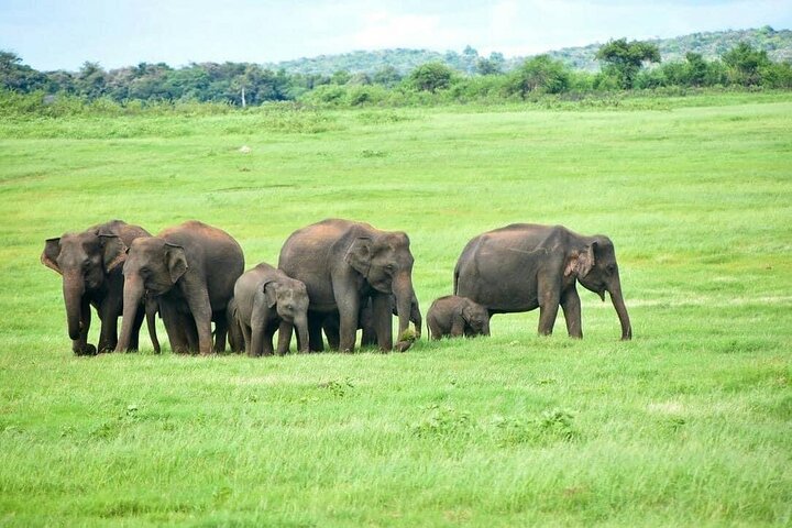 Sigiriya Hike & Minneriya Safari Private Full Day Tour