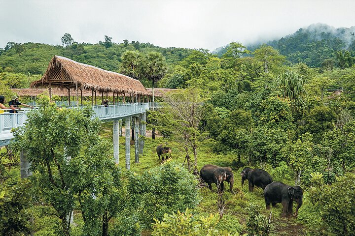 A Morning with the Elephants at Phuket Elephant Sanctuary