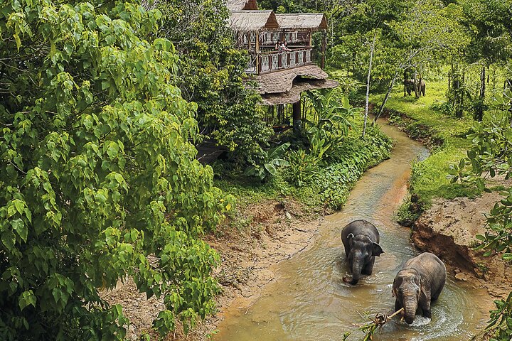 A Morning with the Elephants at Phuket Elephant Sanctuary