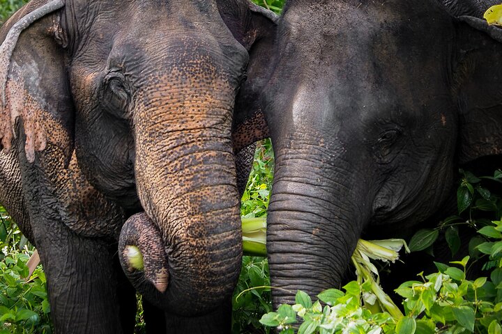 A Morning with the Elephants at Phuket Elephant Sanctuary