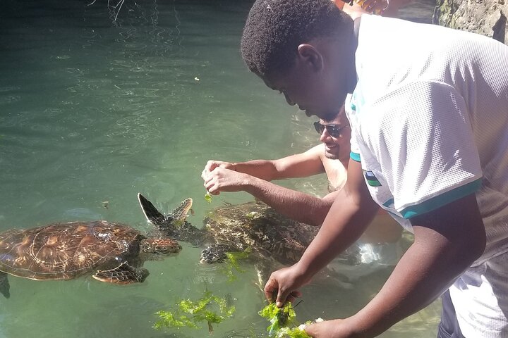 Full day: Snorkeling Dolphin Aquarium Turtles Sunset Kendwa Beach