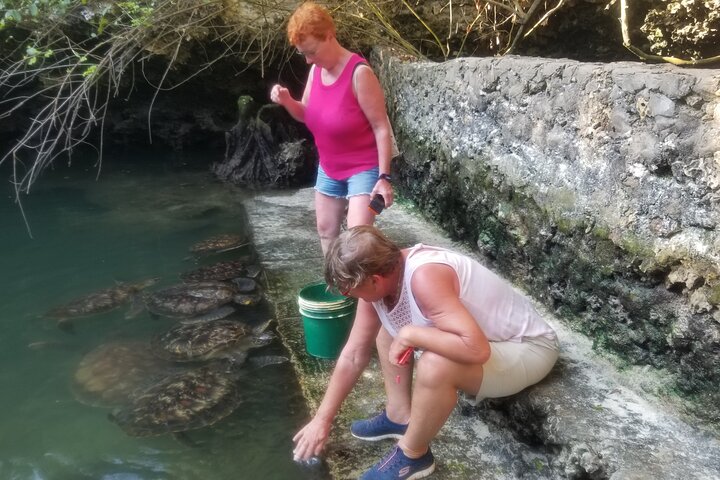 Full day: Snorkeling Dolphin Aquarium Turtles Sunset Kendwa Beach
