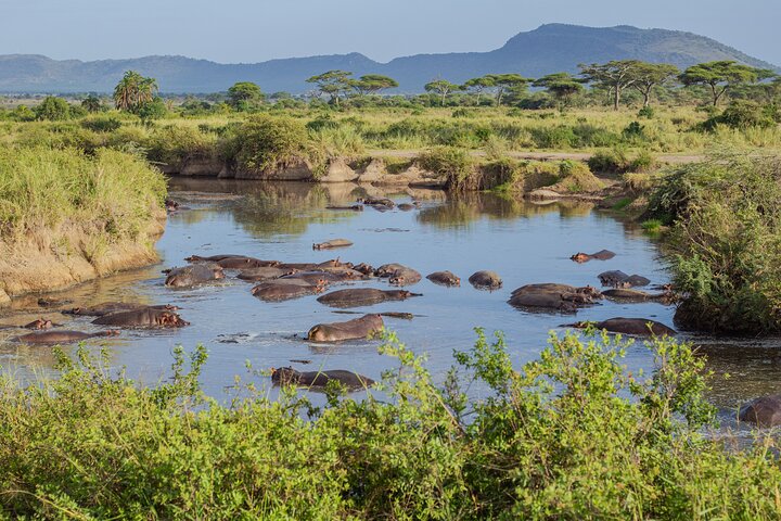 Balloon Safari & Bush Breakfast in Serengeti - Miracle Experience