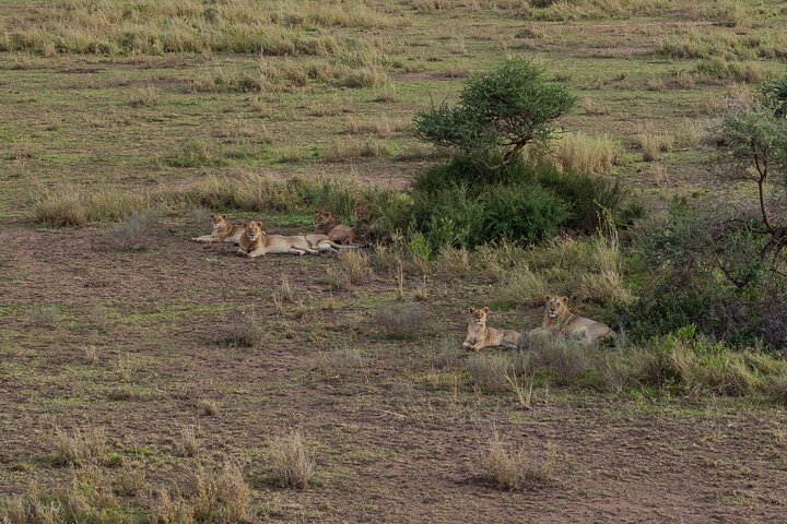 Balloon Safari & Bush Breakfast in Serengeti - Miracle Experience