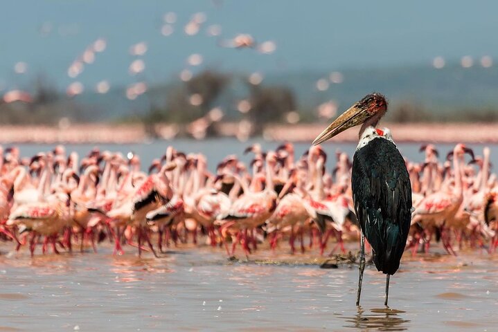 Day Trip to Hell's Gate National Park and Lake Naivasha