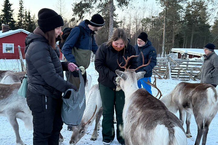 Reindeer Husbandry with Snowmobile Sleigh Ride and Cabin Lunch