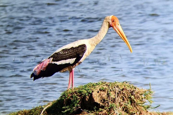 Yala National Park Safari Tours from Hambantota Port