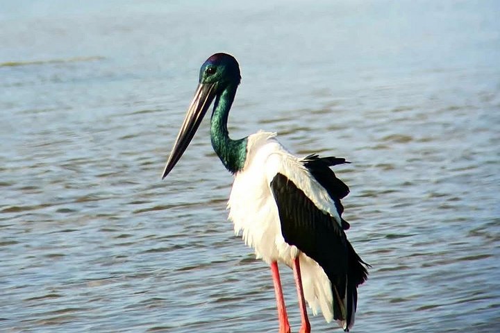 Yala National Park Safari Tours from Hambantota Port