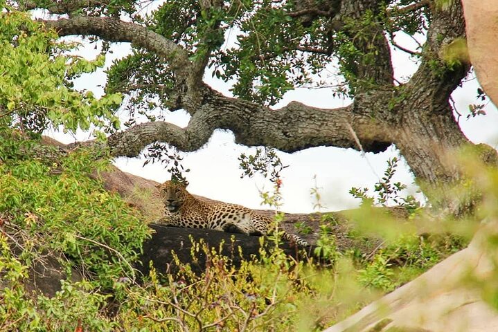Yala National Park Safari Tours from Hambantota Port