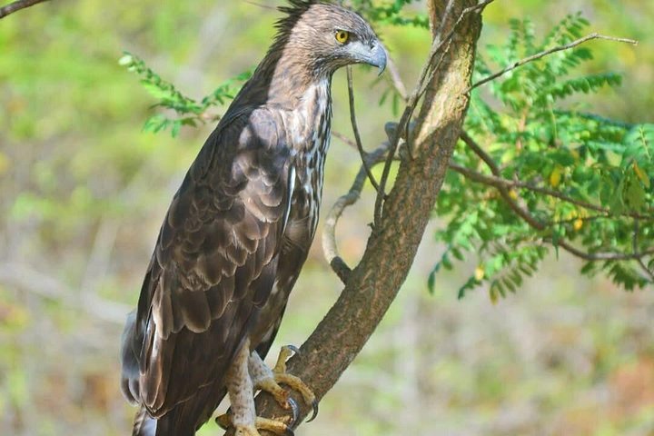 Yala National Park Safari Tours from Hambantota Port