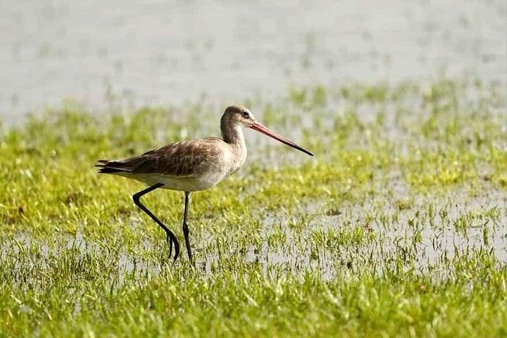 Yala National Park Safari Tours from Hambantota Port