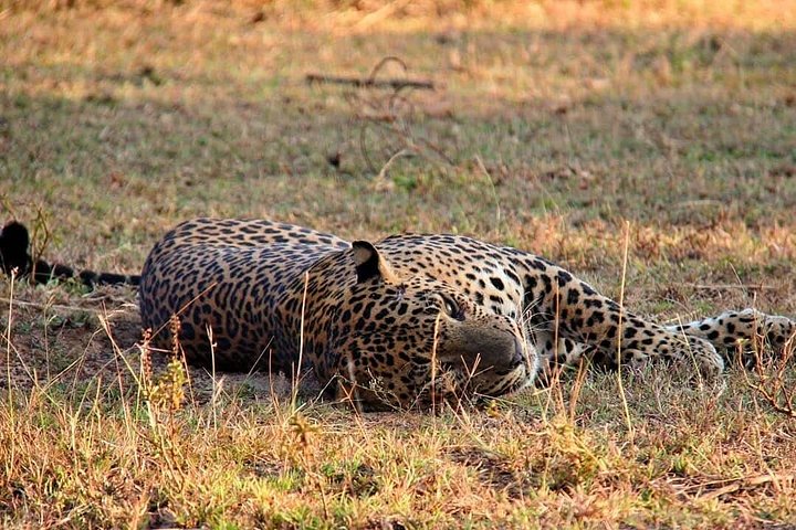 Yala National Park Safari Tours from Hambantota Port