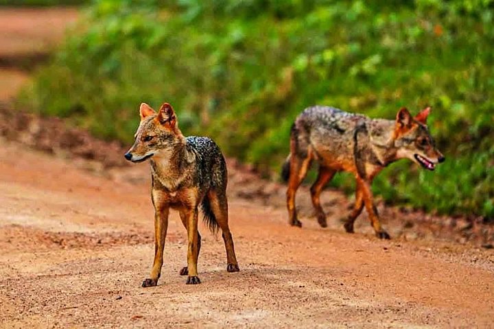 Yala National Park Safari Tours from Hambantota Port