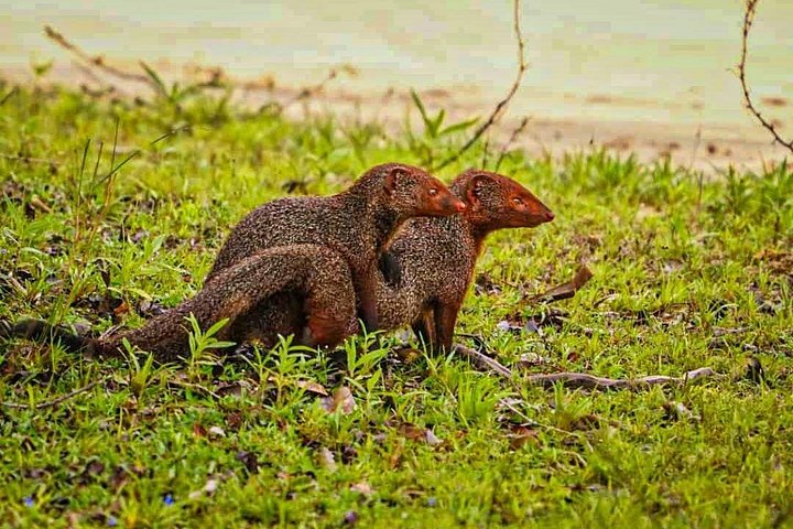 Yala National Park Safari Tours from Hambantota Port