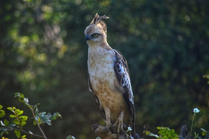 Yala National Park Safari Tours from Hambantota Port