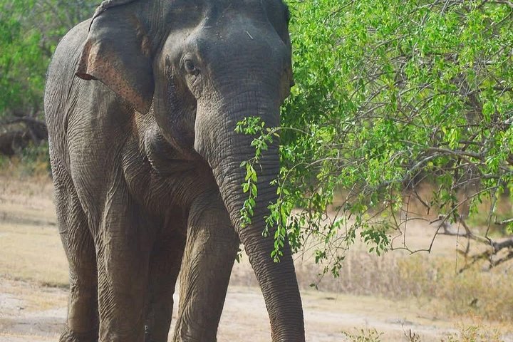 Yala National Park Safari Tours from Hambantota Port