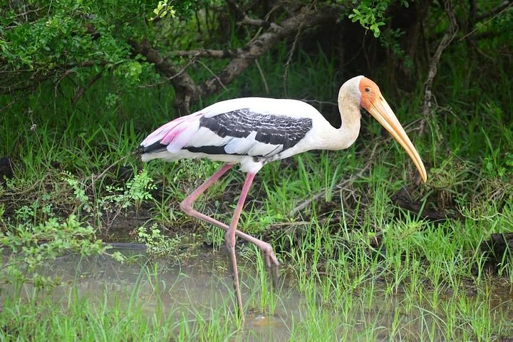 Yala National Park Safari Tours from Hambantota Port