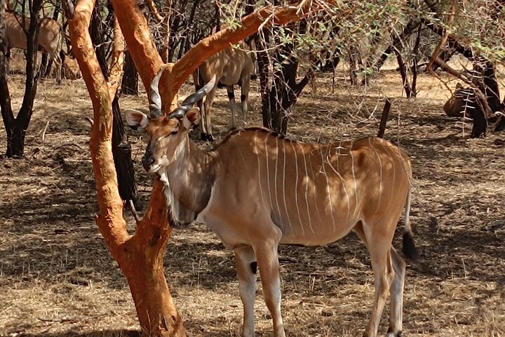Discover Bandia Safari and the Pink Lake 2 Participants Minimum