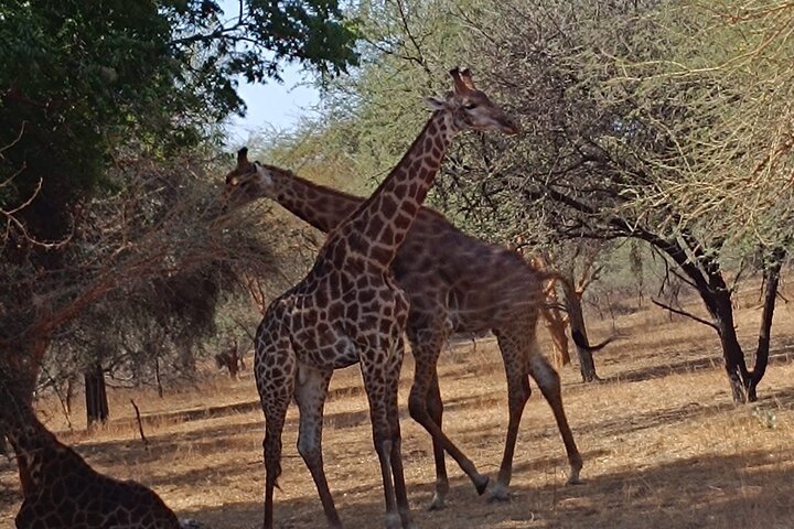 Discover Bandia Safari and the Pink Lake 2 Participants Minimum