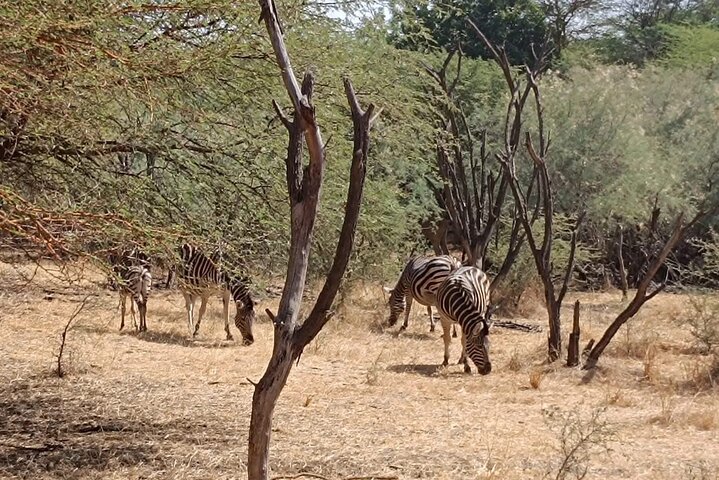 Discover Bandia Safari and the Pink Lake 2 Participants Minimum