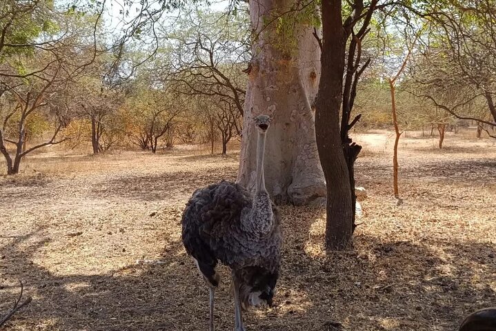 Discover Bandia Safari and the Pink Lake 2 Participants Minimum