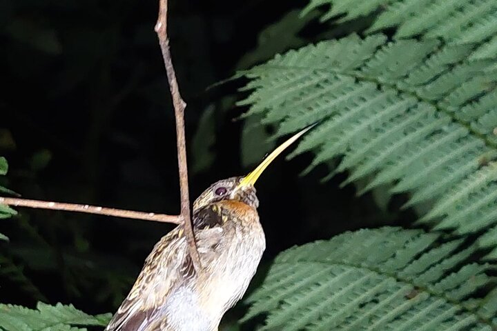 Deep Jungle Night Hike in a Private Nature Reserve