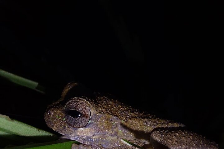 Deep Jungle Night Hike in a Private Nature Reserve