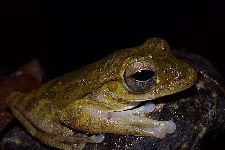 Deep Jungle Night Hike in a Private Nature Reserve