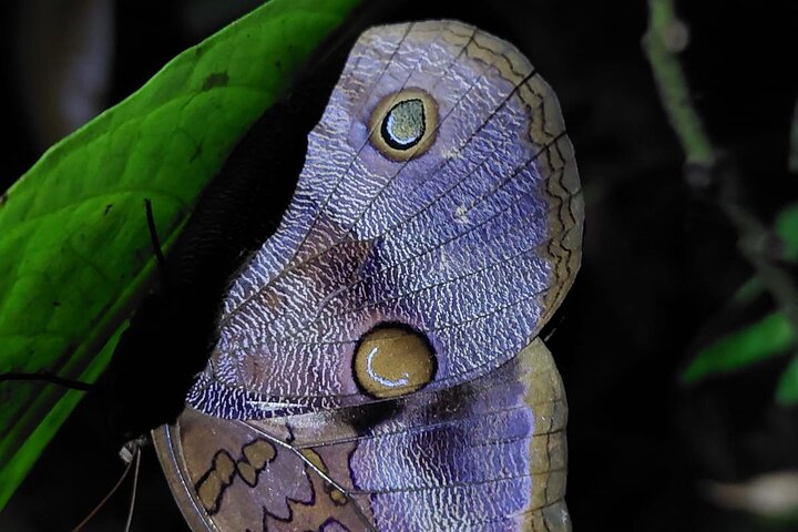 Deep Jungle Night Hike in a Private Nature Reserve