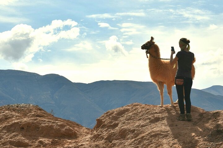 Purmamarca Walk with Llamas